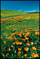 Hillside covered with California Poppies and Desert Marygold. Antelope Valley, California, USA ( color)