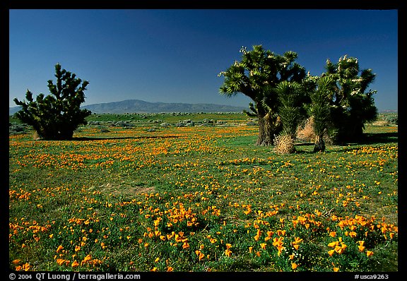 Joshua trees and California Poppies. Antelope Valley, California, USA