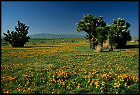 Joshua trees and California Poppies. Antelope Valley, California, USA ( color)
