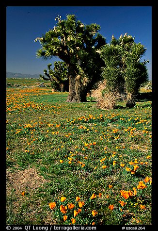 Joshua trees and California Poppies. Antelope Valley, California, USA