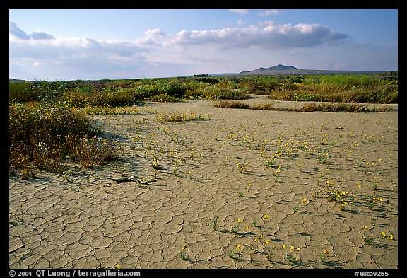 Wildflowers growing out of cracked mud flats. Antelope Valley, California, USA