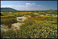 Wildflowers growing out of mud flats. Antelope Valley, California, USA ( color)