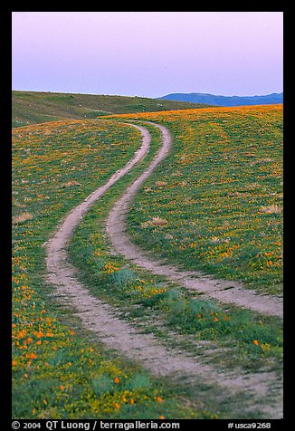 Curvy tire tracks in a wildflower meadow. Antelope Valley, California, USA (color)