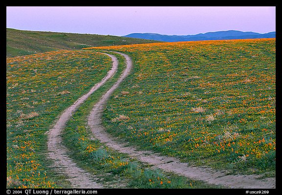 Curvy tire tracks in a wildflower meadow. Antelope Valley, California, USA