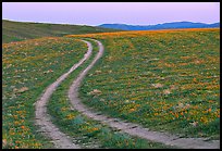 Curvy tire tracks in a wildflower meadow. Antelope Valley, California, USA (color)