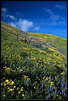 Carpet of coreopsis and lupine, Gorman Hills. California, USA ( color)