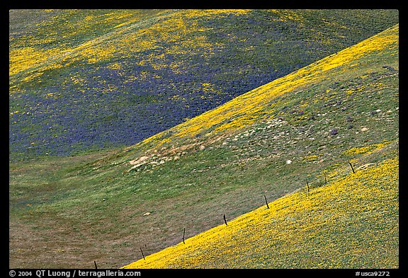 Yellow flowers delineating ridges, Gorman Hills. California, USA