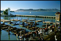 Tourists watch Sea Lions at Pier 39, late afternoon. San Francisco, California, USA (color)