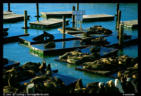 California Sea Lions at Pier 39, late afternoon. San Francisco, California, USA