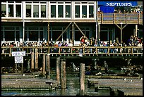 Tourists watching Sea Lions at Pier 39, afternoon. San Francisco, California, USA
