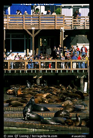 Tourists watching Sea Lions at Pier 39, afternoon. San Francisco, California, USA