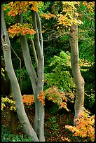 Trees in fall colors, Japanese Garden, Golden Gate Park. San Francisco, California, USA (color)
