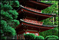 Pagoda, Japanese Garden, Golden Gate Park. San Francisco, California, USA ( color)