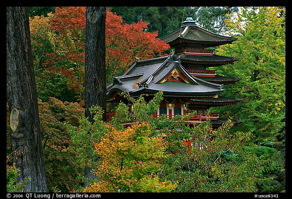 Pagoda amidst trees in fall colors, Japanese Garden, Golden Gate Park. San Francisco, California, USA (color)
