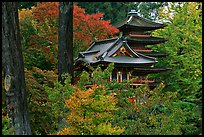 Pagoda amidst trees in fall colors, Japanese Garden, Golden Gate Park. San Francisco, California, USA ( color)