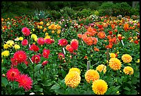 Multicolored dalhia flowers, Golden Gate Park. San Francisco, California, USA