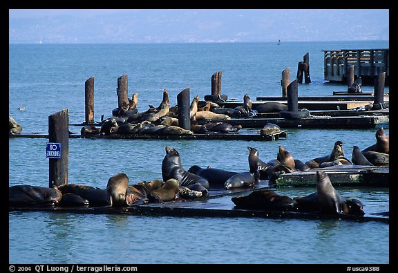 Sea Lions, Fisherman's Wharf. San Francisco, California, USA (color)
