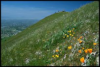 Wildflowers near  the summit of Mission Peak, Mission Peak Regional Park. California, USA ( color)