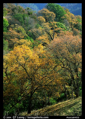 Oak trees with fall colors,  Sunol Regional Park. California, USA