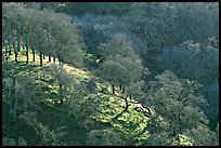 Oak trees on hillside curve, early spring, Joseph Grant County Park. San Jose, California, USA