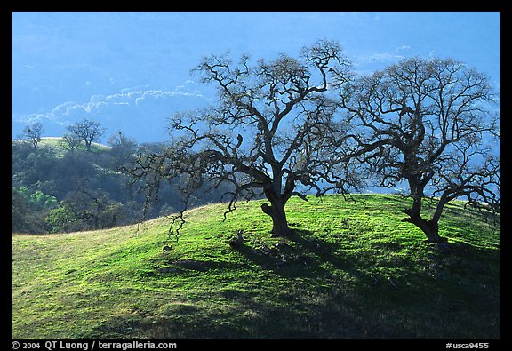 Dendritic branches of Oak trees on hillside curve, early spring, Joseph Grant County Park. San Jose, California, USA