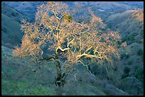 Oak tree with mistletoe at sunset, Joseph Grant County Park. San Jose, California, USA ( color)