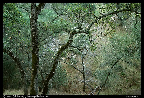 Oak Trees, Sunol Regional Park. California, USA (color)