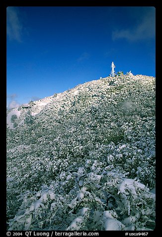 Snow-covered vegetation after a storm, Mt Diablo State Park. California, USA