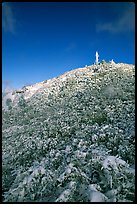 Snow-covered vegetation after a storm, Mt Diablo State Park. California, USA ( color)