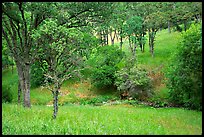 Meadow with flowers,  creek, and trees in spring, Mt Diablo State Park. California, USA (color)