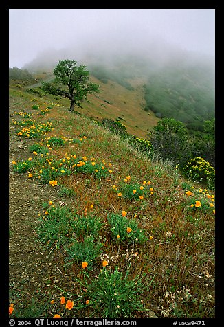 Poppies and fog near the summit, Mt Diablo State Park. California, USA (color)