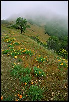 Poppies and fog near the summit, Mt Diablo State Park. California, USA