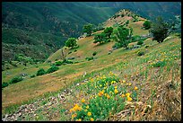 Poppies and ridge, Mt Diablo State Park. California, USA ( color)