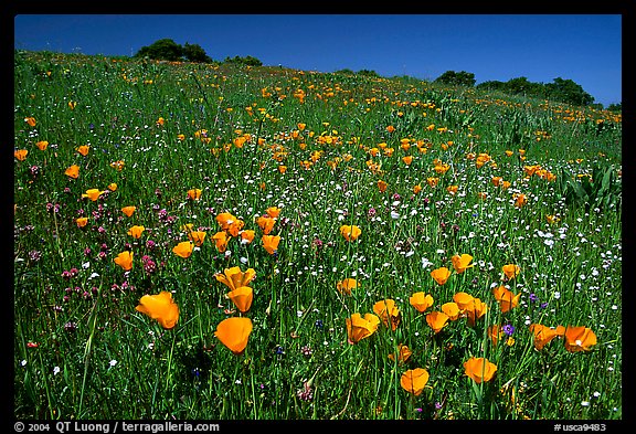 Poppies in the spring, Russian Ridge Open Space Preserve. Palo Alto, SF Bay area, California, USA