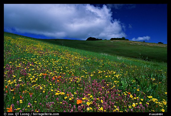 Wildflowers in the spring, Russian Ridge Open Space Preserve. Palo Alto,  California, USA