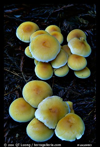 Mushrooms. Big Basin Redwoods State Park,  California, USA (color)
