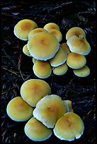 Mushrooms. Big Basin Redwoods State Park,  California, USA ( color)