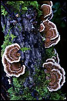 Mushrooms. Big Basin Redwoods State Park,  California, USA ( color)