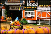 Pastorino pumpkin farm. Half Moon Bay, California, USA ( color)