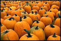 Pumpkins in a patch, near Pescadero. San Mateo County, California, USA (color)