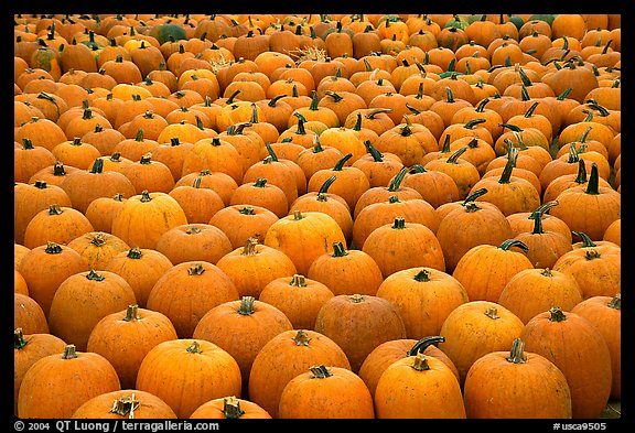 Pumpkin patch, near Pescadero. San Mateo County, California, USA