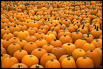 Pumpkin patch, near Pescadero. San Mateo County, California, USA (color)