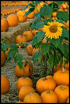 Sunflower and pumpkins. San Jose, California, USA (color)