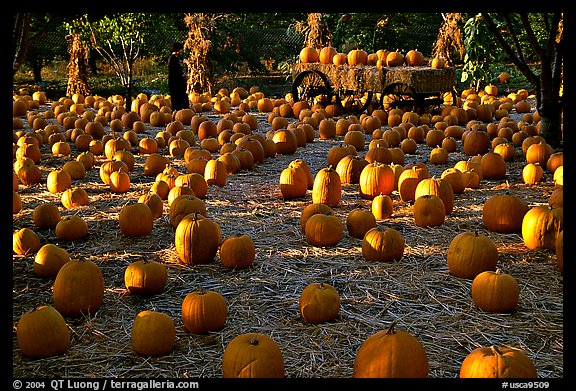 Pumpkin patch. San Jose, California, USA (color)