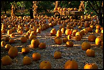 Pumpkin patch. San Jose, California, USA ( color)