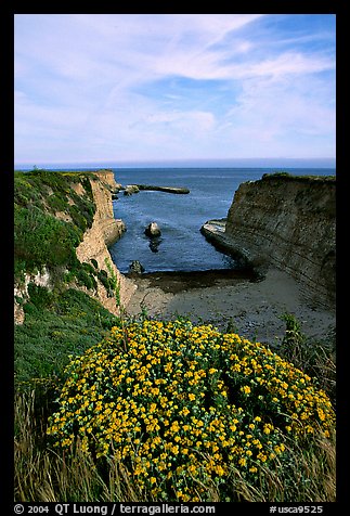 Wildflowers and cliffs, Wilder Ranch State Park, afternoon. California, USA (color)