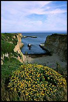 Wildflowers and cliffs, Wilder Ranch State Park, afternoon. California, USA ( color)