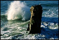 Wave and seastack morning. Santa Cruz, California, USA ( color)