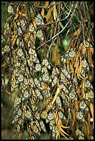 Monarch butterflies, Natural Bridges State Park. Santa Cruz, California, USA (color)