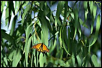 Monarch butterfly in Eucalyptus tree, Natural Bridges State Park. Santa Cruz, California, USA ( color)